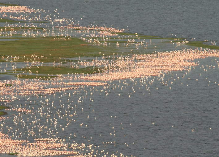 Faraway view of pink birds in water on a big stretch of land
