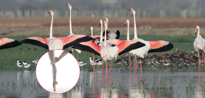 A flock of flamingos gliding over water