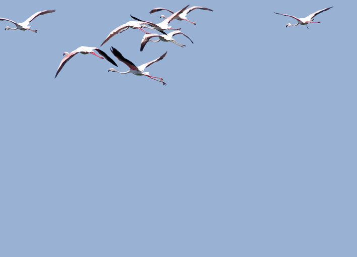 A flock of flamingos flying away