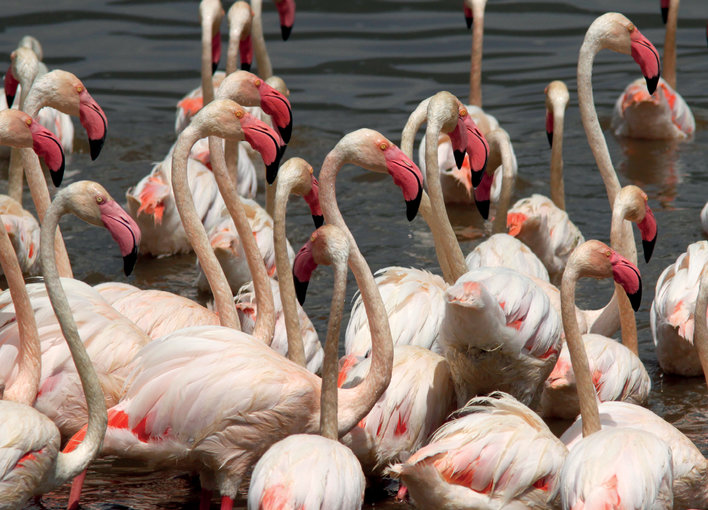A group of flamingos