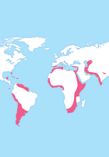Map of the world