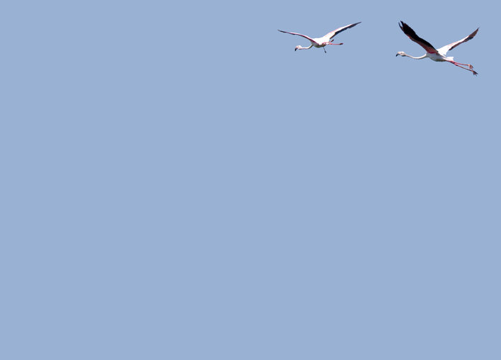 Two flamingos in flight