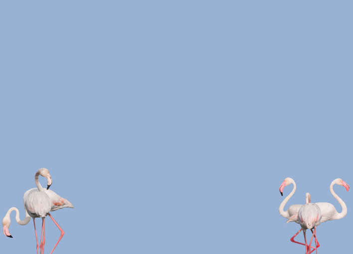 Four flamingos