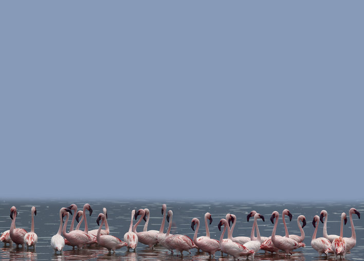 A flock of flamingos together in the water