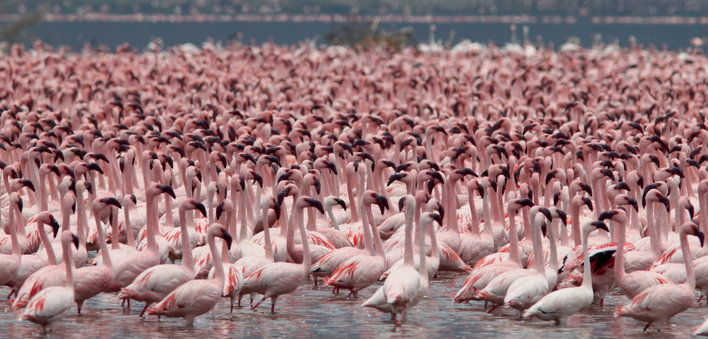 A huge flock of flamingos wading in the water