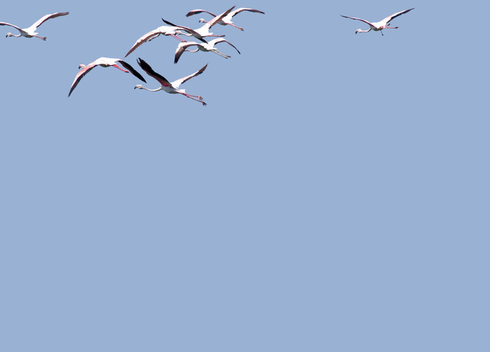 A flock of flamingos flying away