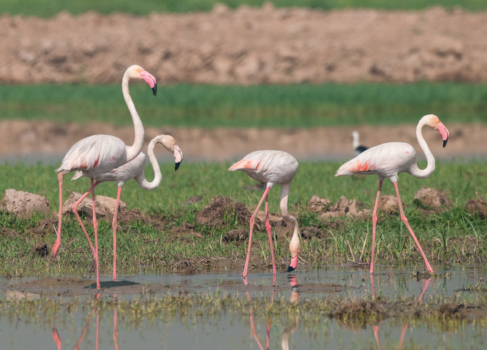 Four flamingos of a flock