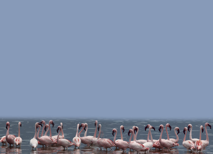 A flock of flamingos together in the water