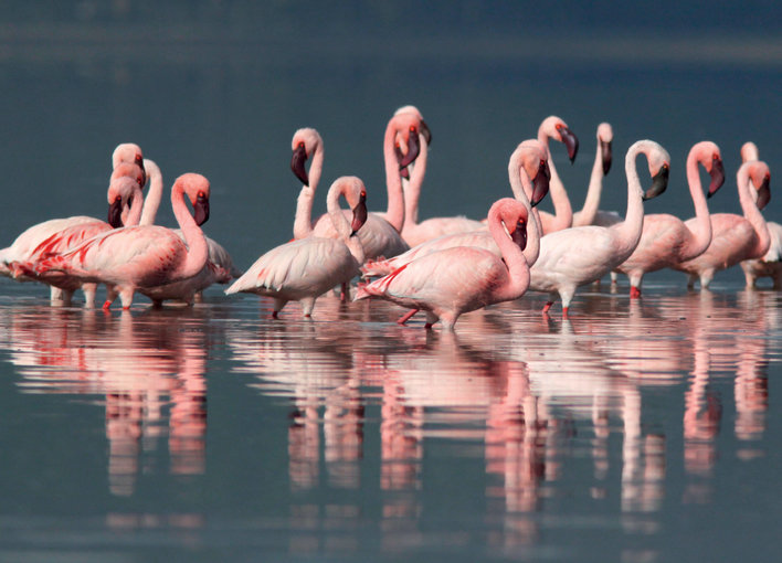 A group of pink and white flamingos