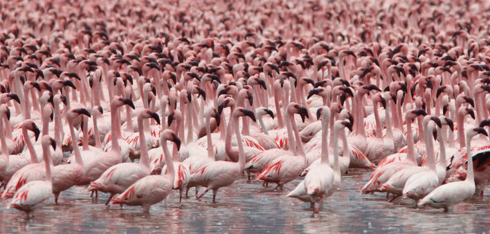 Huge flock of flamingos wading in the water