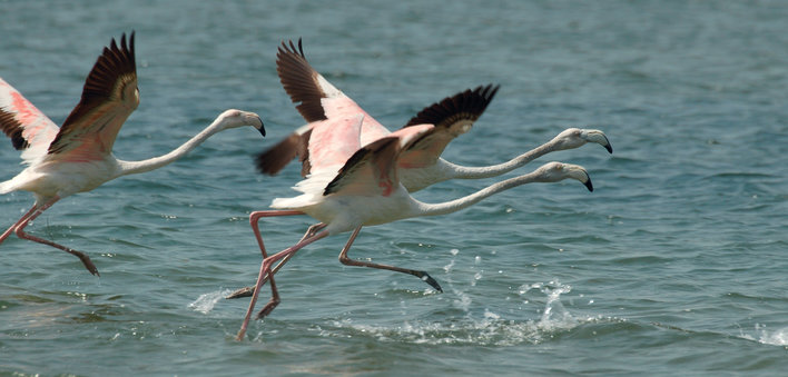 Three flamingos captured mid flight