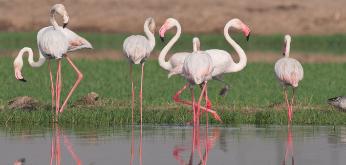 A few flamingos on the shore