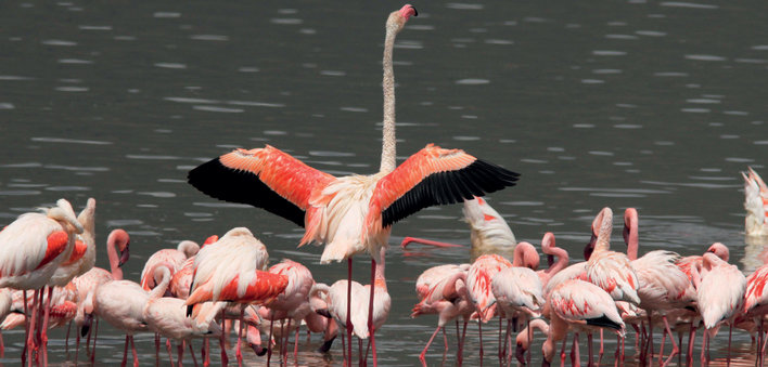 One flamingo standing tall among a flock of others