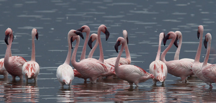 A group of flamingos standing in the water