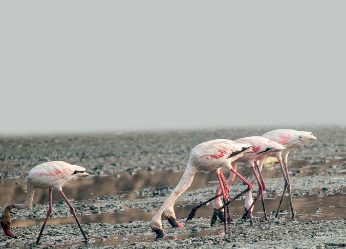 Flamingos eating out from muddy water
