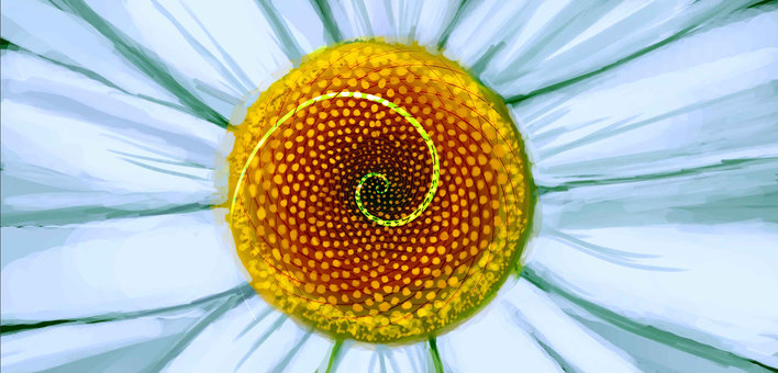 Chamomile flower