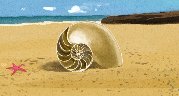Seashell and starfish on a beach