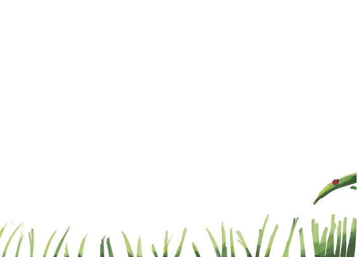 Ladybird on grass