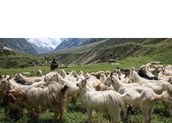 Old shepherd with his grazing flock