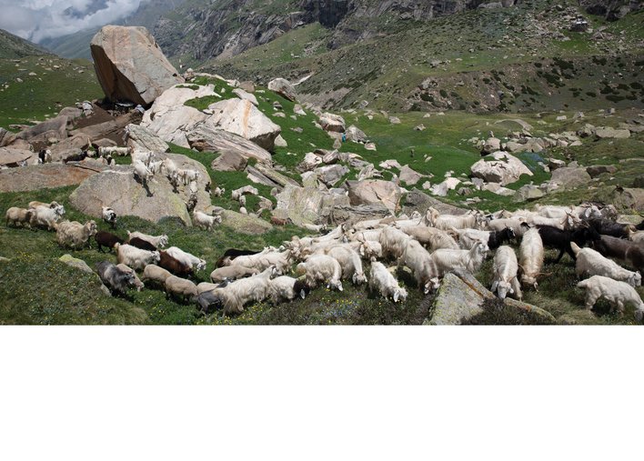 goats grazing in the mountains