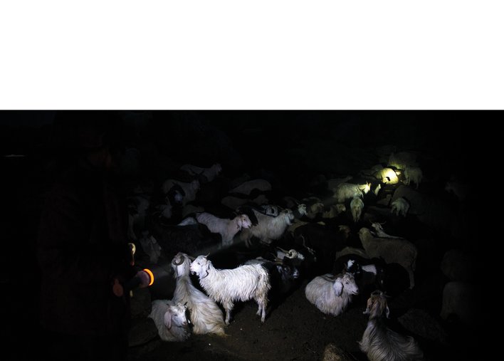 A herd of Goats in the dark