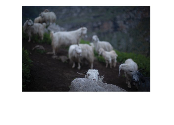 A goat behind a rock
