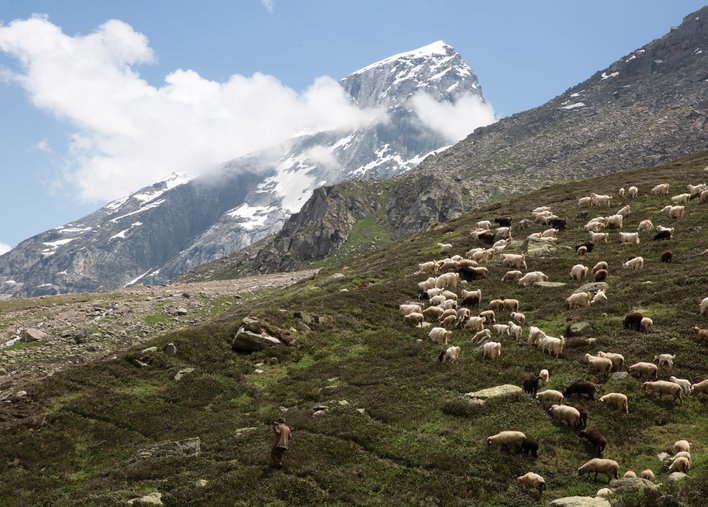 Shepherd with his flock in the mountians