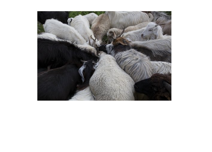 A herd of goats huddled together