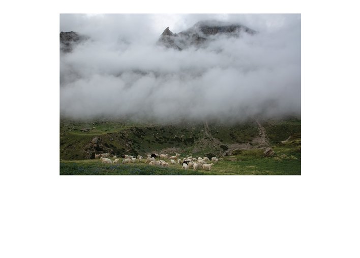 a herd of goats grazing under misty mountains