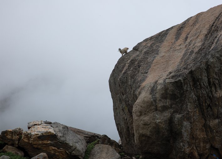 Goat perched on a huge rock