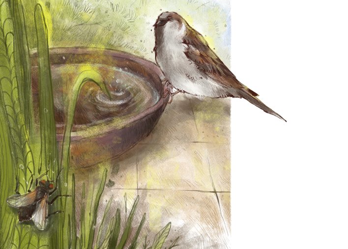 House sparrows and house flies