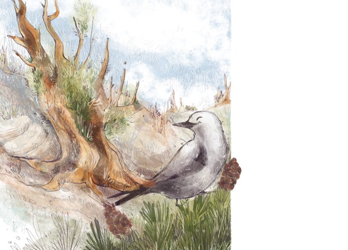 Clarks's Nutcracker and bristle cone pine tree