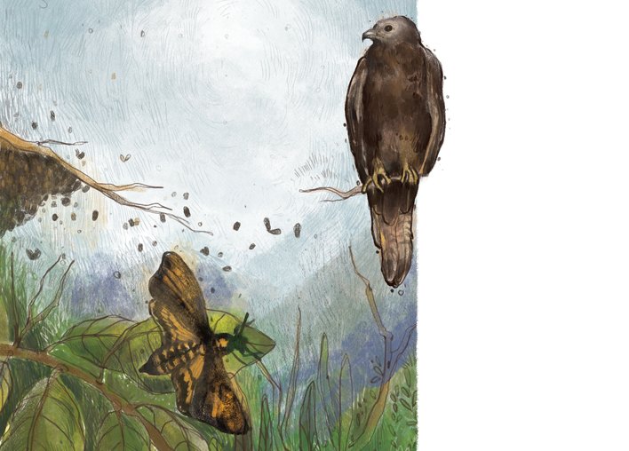 Honey Buzzards and Deaths head hawk