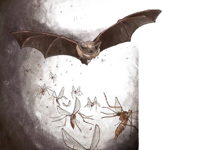 Pipistrelle bats and mosquitoes