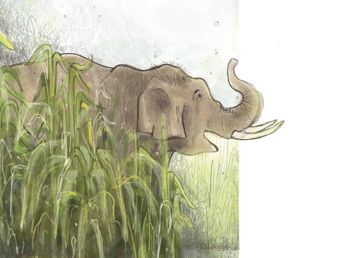 Asiatic elephant and elephant grass