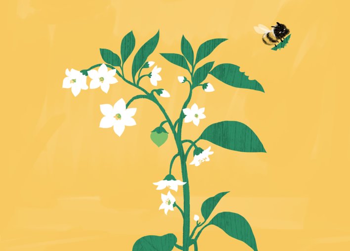 Flowers on a plant with leafcutter bee