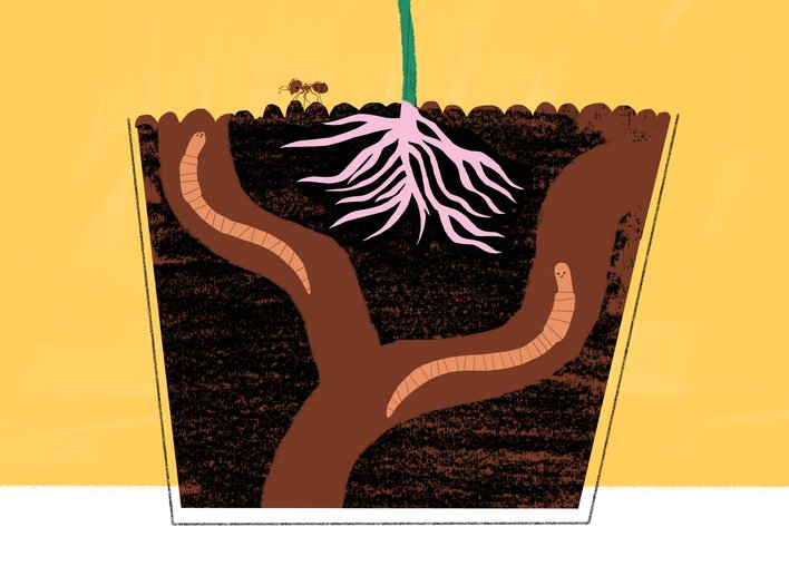 Chilli plant with roots and ant and earthworms