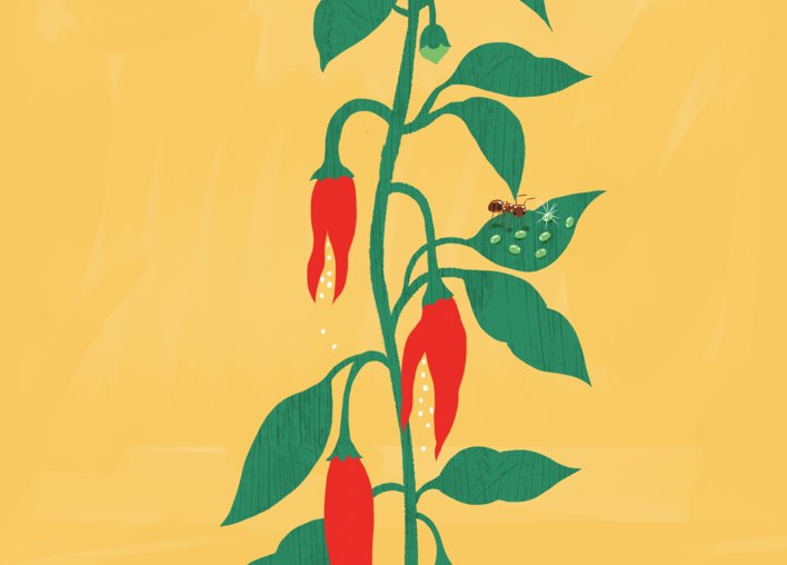 Plant with chilli seeds and ant