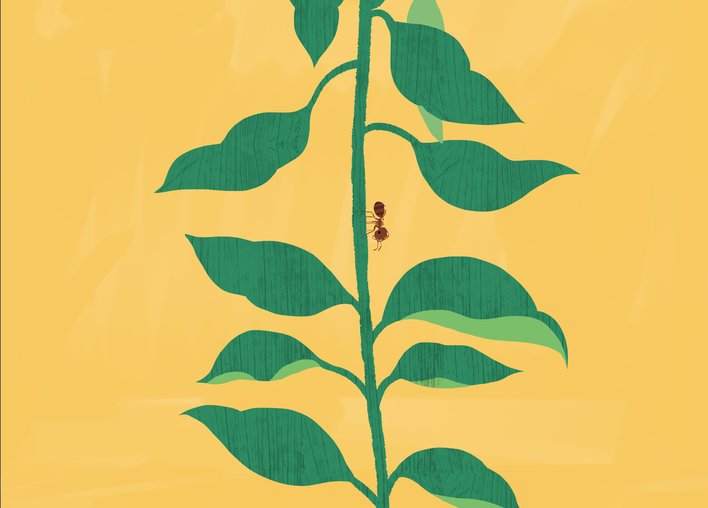 Chilli plant with ant climbing showing leaves