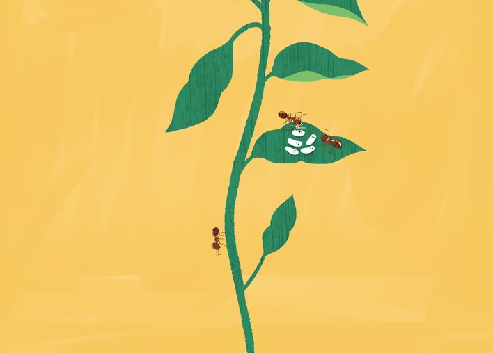 Chilli plant with ant larvae and ant climbing on stem