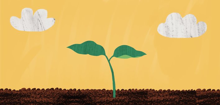 The little plant cover