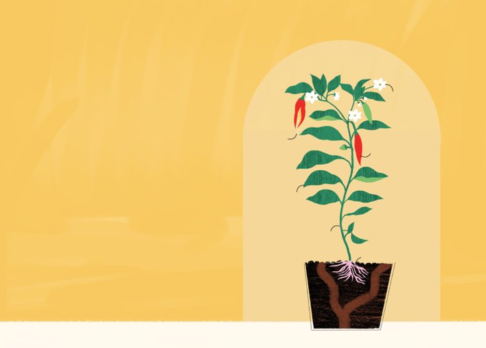 Full chilli plant with labels