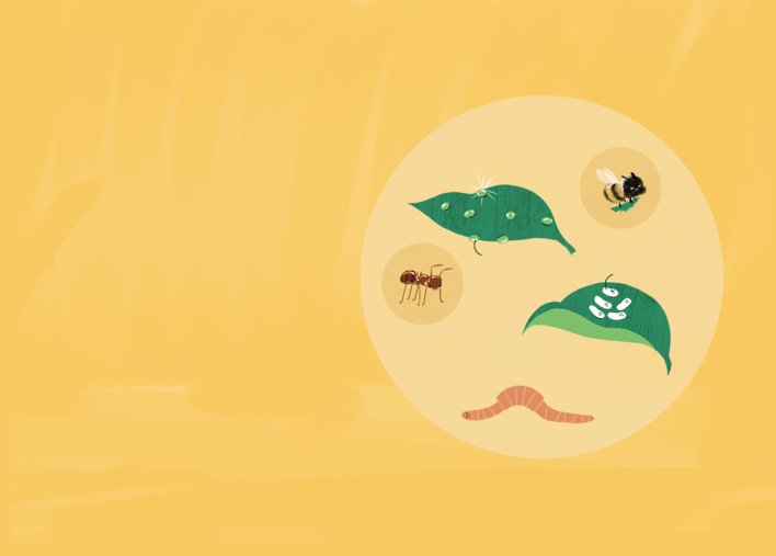 Creatures found on chilli plant