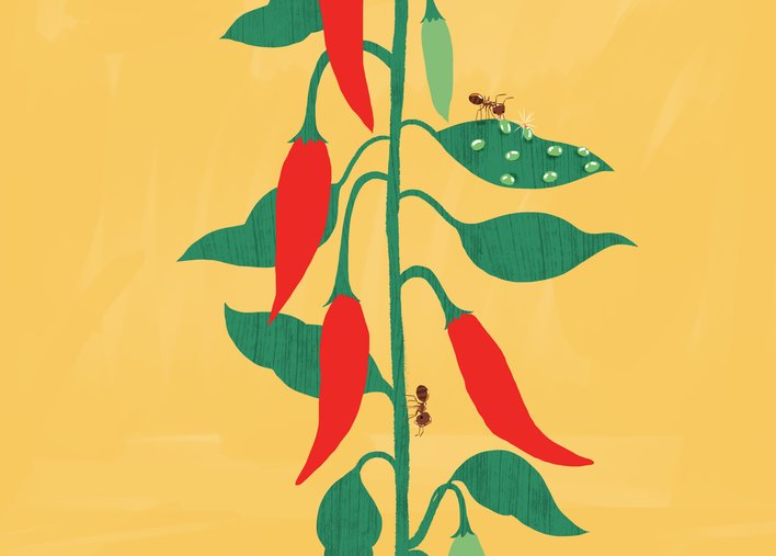 Chilli plant with ants and aphid showing chilli fruit