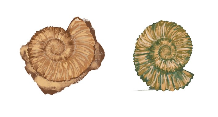 Two fossils at different stages of being excavated