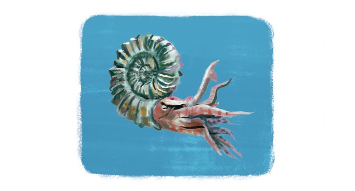 An ammonite in water
