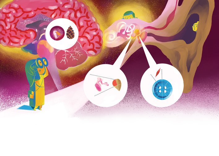 The Inner Ear exhibit