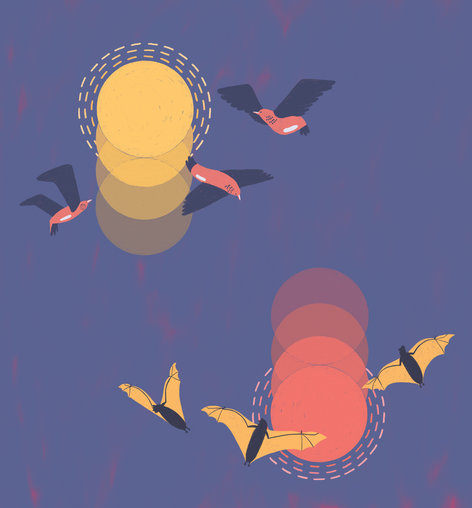 Sunrise, sunset and birds