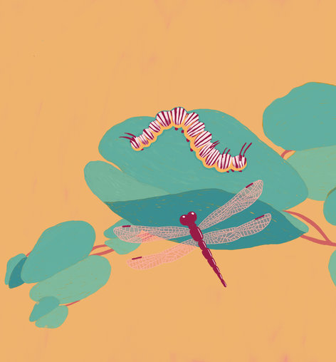 A caterpillar on top and a dragonfly below