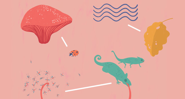 Mushroom, ladybug, flies, chameleon and leaf